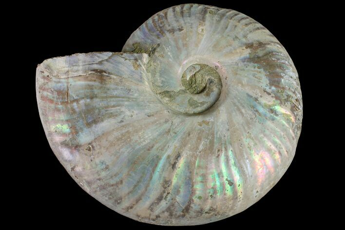 Silver Iridescent Ammonite (Cleoniceras) Fossil - Madagascar #159402
